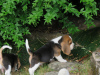 Zdjęcie №4. Sprzedam beagle (rasa psa) w Helsinki.  - cena - 1188zł