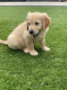 Zdjęcie №3. Piękny golden retriever do bezpłatnej adopcji. Niemcy