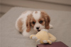 Zdjęcie №1. cavalier king charles spaniel - na sprzedaż w Wyoming | negocjowane | Zapowiedź №110071