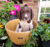 Zdjęcie №1. springer spaniel angielski - na sprzedaż w Berlin | Bezpłatny | Zapowiedź №126932