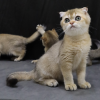 Zdjęcie №2 do zapowiedźy № 127669 na sprzedaż  scottish fold - wkupić się Belgia prywatne ogłoszenie, hodowca