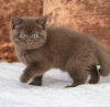Zdjęcie №1. kot brytyjski krótkowłosy - na sprzedaż w Jacksonville | 1585zł | Zapowiedź № 102179