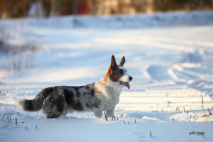 Zdjęcie №1. welsh corgi - na sprzedaż w Petersburg | Negocjowane | Zapowiedź №5291