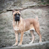 Dodatkowe zdjęcia: Kobieta Cane Corso