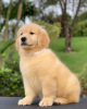 Zdjęcie №1. golden retriever - na sprzedaż w Stockholm | negocjowane | Zapowiedź №84610