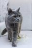 Zdjęcie №2 do zapowiedźy № 98340 na sprzedaż  kot brytyjski krótkowłosy - wkupić się Federacja Rosyjska prywatne ogłoszenie