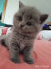 Dodatkowe zdjęcia: Piękna kotka sprowadzona z Ukrainy