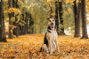 Zdjęcie №3. Plonowy pies Audrey czeka na swoją rodzinę!. Federacja Rosyjska