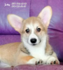 Zdjęcie №1. welsh corgi - na sprzedaż w Dnipro | 4902zł | Zapowiedź №37014