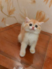 Zdjęcie №2 do zapowiedźy № 76429 na sprzedaż  kot brytyjski długowłosy - wkupić się Federacja Rosyjska hodowca
