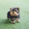 Zdjęcie №1. yorkshire terrier - na sprzedaż w Brno | negocjowane | Zapowiedź №111768