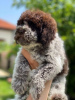 Dodatkowe zdjęcia: Szczenięta Lagotto Romagnolo