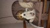 Zdjęcie №4. Sprzedam beagle (rasa psa) w Treviso. hodowca - cena - 1256zł