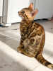 Zdjęcie №1. kot bengalski - na sprzedaż w Gomel | 598zł | Zapowiedź № 11236