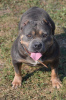 Zdjęcie №4. Sprzedam american bully w Mladenovac. hodowca - cena - negocjowane