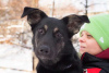 Zdjęcie №1. pies nierasowy - na sprzedaż w Москва | Bezpłatny | Zapowiedź №31060
