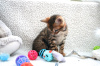 Zdjęcie №2 do zapowiedźy № 65682 na sprzedaż  kot bengalski - wkupić się Norwegia prywatne ogłoszenie, od żłobka