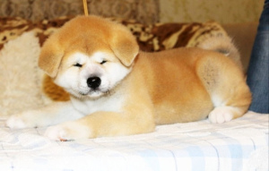 Dodatkowe zdjęcia: Japoskie szczenita Akita Inu kupuj psa