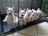 Zdjęcie №1. west highland white terrier - na sprzedaż w Wilno | 1674zł | Zapowiedź №44885