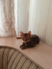 Zdjęcie №1. kot bengalski - na sprzedaż w Баку | negocjowane | Zapowiedź № 73549