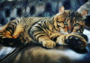 Zdjęcie №3. żwirek sawannowy z kotami toyger i caracal. USA