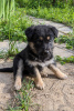 Zdjęcie №1. pies nierasowy - na sprzedaż w Москва | Bezpłatny | Zapowiedź №102260