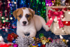 Dodatkowe zdjęcia: Szczeniak Jack Russell Terrier