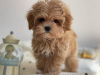 Zdjęcie №3. Maltipoo. Niemcy