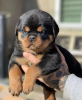 Zdjęcie №1. rottweiler - na sprzedaż w Košice | negocjowane | Zapowiedź №85095