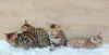Dodatkowe zdjęcia: Kot bengalski - kocięta bengalskie