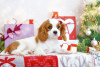 Zdjęcie №1. cavalier king charles spaniel - na sprzedaż w Brest | 3767zł | Zapowiedź №78562