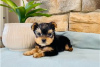 Zdjęcie №3. Szczeniak Yorkshire Terrier Filiżanka do bezpłatnej adopcji. Niemcy