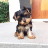 Zdjęcie №1. yorkshire terrier - na sprzedaż w Berlin | 1674zł | Zapowiedź №121057