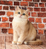 Zdjęcie №1. kot brytyjski krótkowłosy - na sprzedaż w Donieck | negocjowane | Zapowiedź № 36893