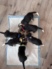 Zdjęcie №1. beagle (rasa psa) - na sprzedaż w Fullerton | 1386zł | Zapowiedź №100214
