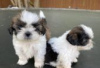 Zdjęcie №3. Szczenięta Shih Tzu do adopcji. Niemcy