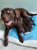 Dodatkowe zdjęcia: Szczeniaki Labrador Retriever z dobrym rodowodem w kolorze czekoladowym.
