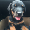 Zdjęcie №1. rottweiler - na sprzedaż w Oslo | 2511zł | Zapowiedź №80685