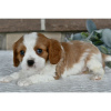 Zdjęcie №4. Sprzedam cavalier king charles spaniel w Даллас. prywatne ogłoszenie - cena - 1188zł