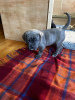 Zdjęcie №1. cane corso - na sprzedaż w Амстердам | 2511zł | Zapowiedź №87920