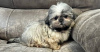 Zdjęcie №1. shih tzu - na sprzedaż w Berlin | 1465zł | Zapowiedź №116830