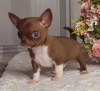 Dodatkowe zdjęcia: Chihuahua Chocolate Mini Boy