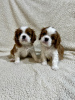 Zdjęcie №2 do zapowiedźy № 99472 na sprzedaż  cavalier king charles spaniel - wkupić się Serbia hodowca