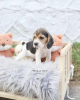 Zdjęcie №4. Sprzedam beagle (rasa psa) w Norymberga. prywatne ogłoszenie, od żłobka, ze schronu - cena - Bezpłatny