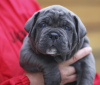 Dodatkowe zdjęcia: Szczenięta CANE CORSO