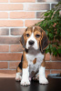 Zdjęcie №3. Zdrowe, urocze szczenięta rasy Beagle są już dostępne w sprzedaży. USA