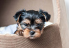 Zdjęcie №1. yorkshire terrier - na sprzedaż w Berlin | negocjowane | Zapowiedź №97603