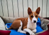 Zdjęcie №1. basenji - na sprzedaż w Berlin | negocjowane | Zapowiedź №109157