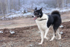 Zdjęcie №2 do zapowiedźy № 95969 na sprzedaż  pies nierasowy - wkupić się Federacja Rosyjska prywatne ogłoszenie