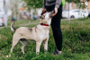 Zdjęcie №1. pies nierasowy - na sprzedaż w Москва | Bezpłatny | Zapowiedź №71645